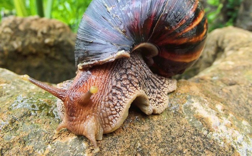 Praias da Rota Ecológica estão infestadas de caracol africano