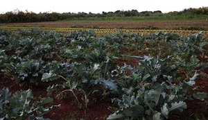 126 mil declarações da agricultura familiar com indícios de irregularidades são suspensas