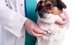 Pets também podem ter Leucemia, Lúpus, mal de Alzheimer e Fibromialgia