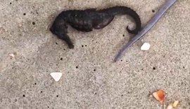Espécies marinhas são novamente encontradas mortas na Barra Nova