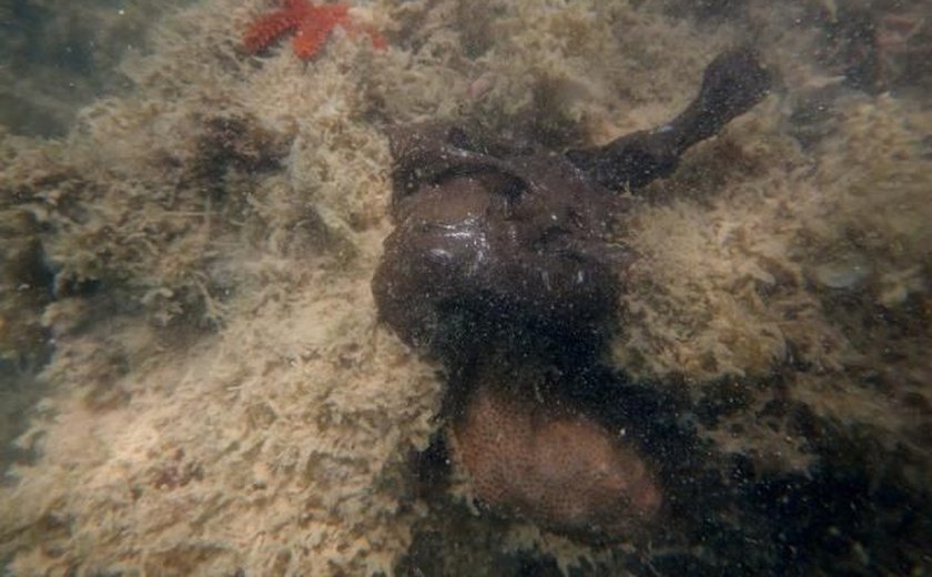 Manchas são detectadas em corais do Pontal do Peba