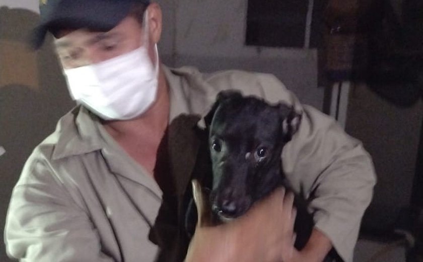Oito cachorros em situação de maus-tratos são resgatados de apartamento