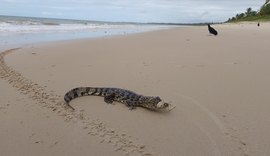 Vídeo: jacaré é resgatado por equipes do Biota com sinais de desnutrição na Praia de Carro Quebrado