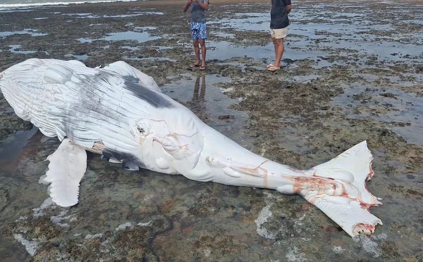 Mais um filhote de baleia é encontrado morto em Piaçabuçu