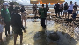 Tartaruga marinha encalha com vida na piscina natural da praia de Ponta Verde