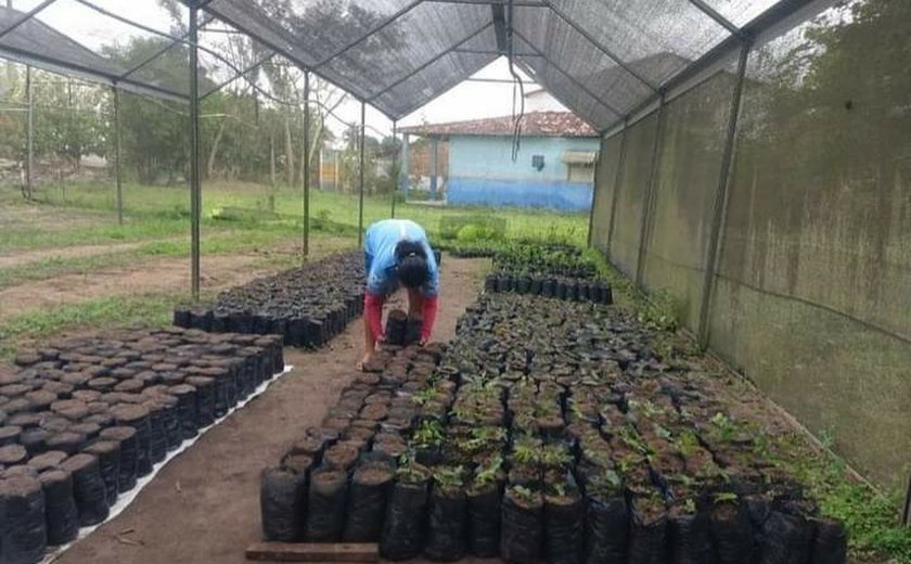 Vítimas do coronavírus serão homenageadas com plantio de árvores