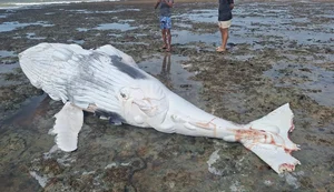 Mais um filhote de baleia é encontrado morto em Piaçabuçu