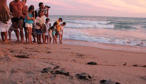 Alagoas registra mais de 36 mil nascimentos de tartarugas em 6 anos