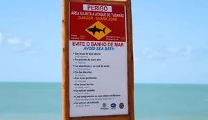 Por que ataques de tubarão são mais comuns em praias de Pernambuco?