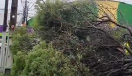 Vídeo: árvore cai em decorrência das fortes chuvas em Maceió