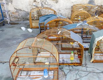 MP/AL participa de duas operações nacionais de combate ao tráfico que resultam no resgate de 755 animais silvestres