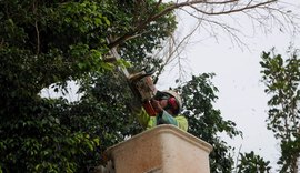 Secretaria Municipal leva poda, jardinagem e arborização à parte alta de Maceió