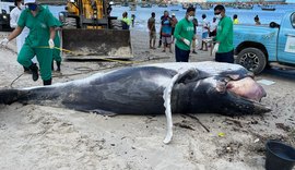 Filhote de baleia-Jubarte é encontrado encalhado sem vida no cais do Porto