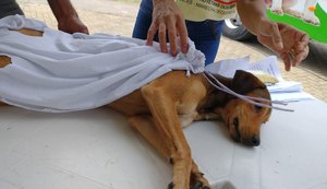 ONG inicia castração de animais de rua e domiciliados com famílias de baixa renda