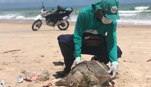 De janeiro a abril 634 tartarugas marinhas encalharam no litoral alagoano