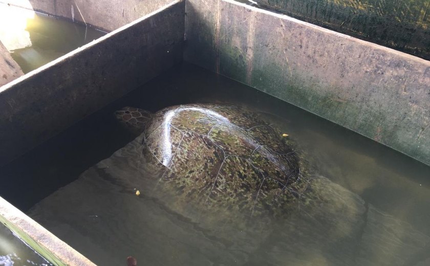 Tartaruga-verde é encontrada viva por pescadores na lagoa Manguaba