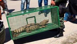 Jacaré é encontrado e resgatado em calçada de estabelecimento comercial
