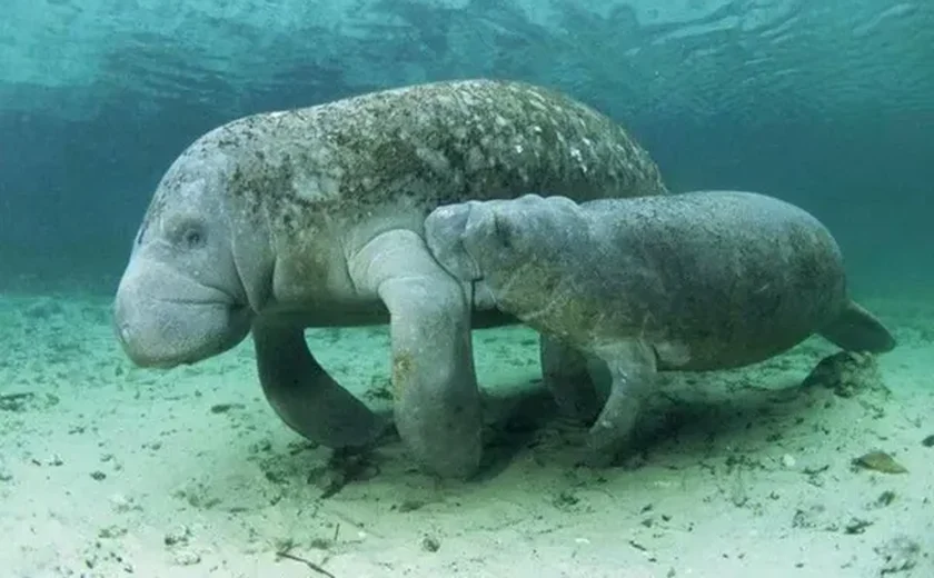 Prefeito de Porto de Pedras propõe Lei para reconhecer Peixe-Boi como símbolo da fauna local