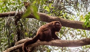 Morte de macacos confirma febre amarela como endêmica em SP