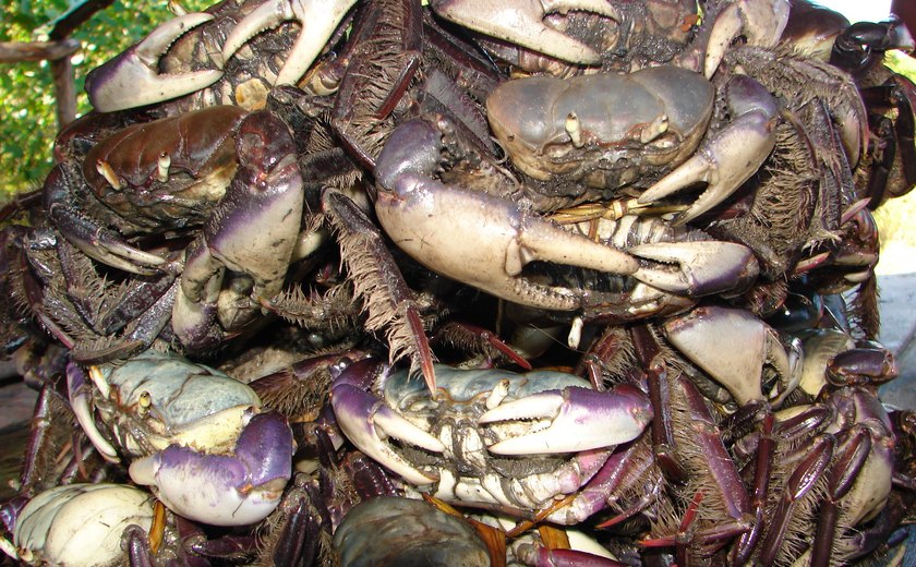 Período de defeso do caranguejo-uçá inicia no próximo domingo (22)