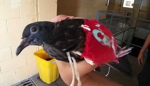 'Pombo-correio do crime' é capturado em penitenciária de Maceió