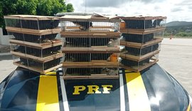 Homem é detido com 120 pássaros silvestres em Belo Jardim