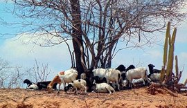 Alto Sertão é responsável por 30% da criação de cabras em Alagoas