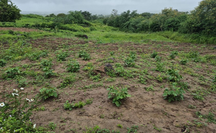 Olho d’Água das Flores: FPI denuncia que falta de terra levou quilombolas a plantar em lixão