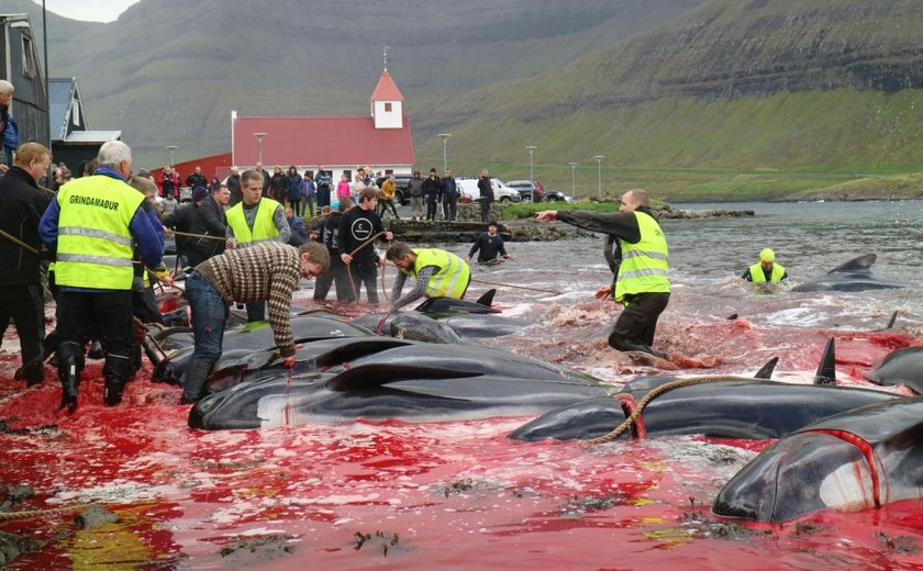 Patrulha de ONG mostra matança de golfinhos e baleias nas Ilhas Faroé