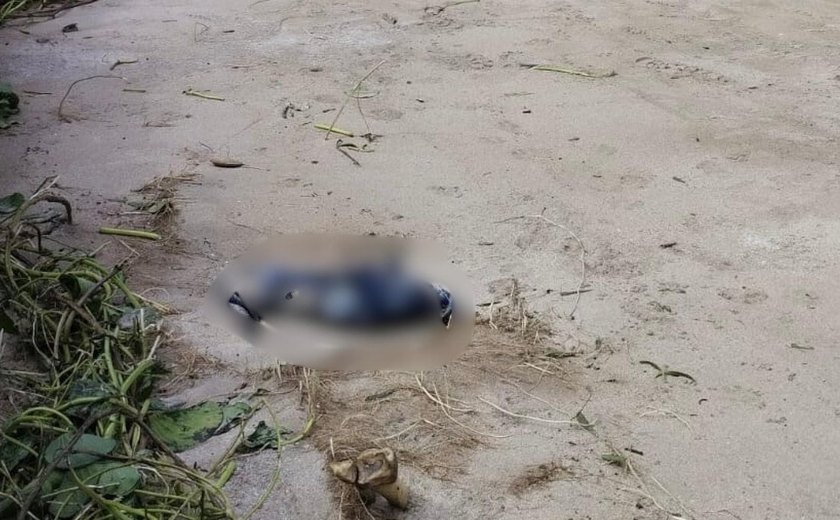 Veja o que se sabe sobre ossada humana encontrada na praia de Porto da Rua, em São Miguel dos Milagres