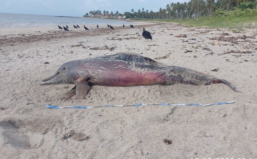 Golfinho é encontrado morto na faixa de areia da Praia da Barra de Santo Antônio