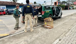 FPI do São Francisco flagra irregularidades em criatório de aves em Arapiraca