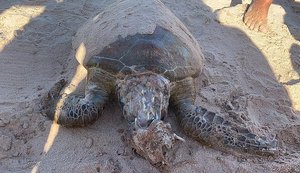 Tartaruga é encontrada em estado de decomposição na Praia de Ponta de Verde