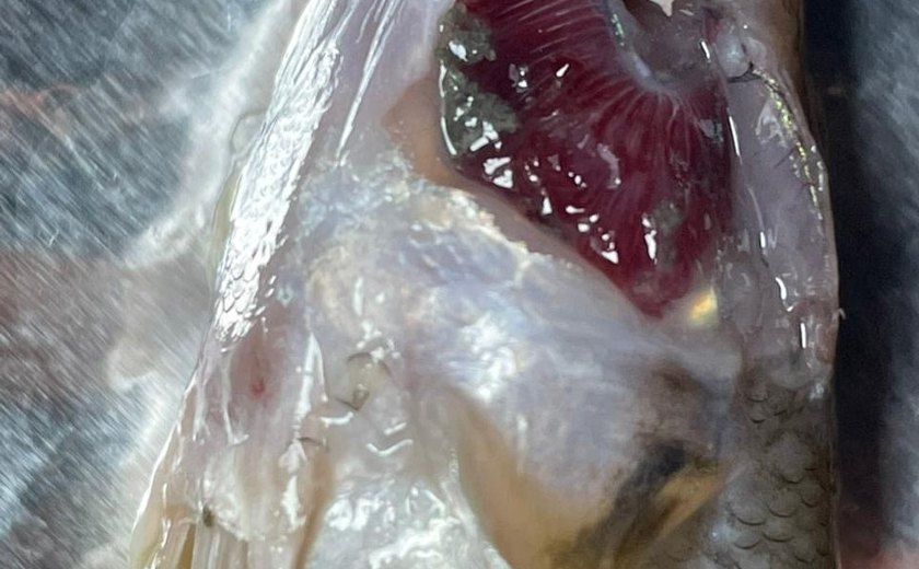 Análises indicam que peixes morreram por intoxicação