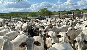 Crédito rural do Banco do Nordeste cresce 15,7% em Alagoas e soma quase R$ 1 bilhão no ano passado