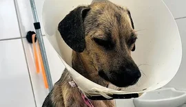 Cadela encontrada doente sob carro em Maceió se recupera de câncer e ganha nova vida