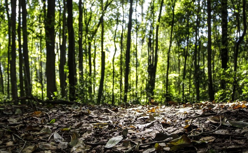 Produção florestal do país cresce 16,7% e chega a R$ 44,3 bi em 2024