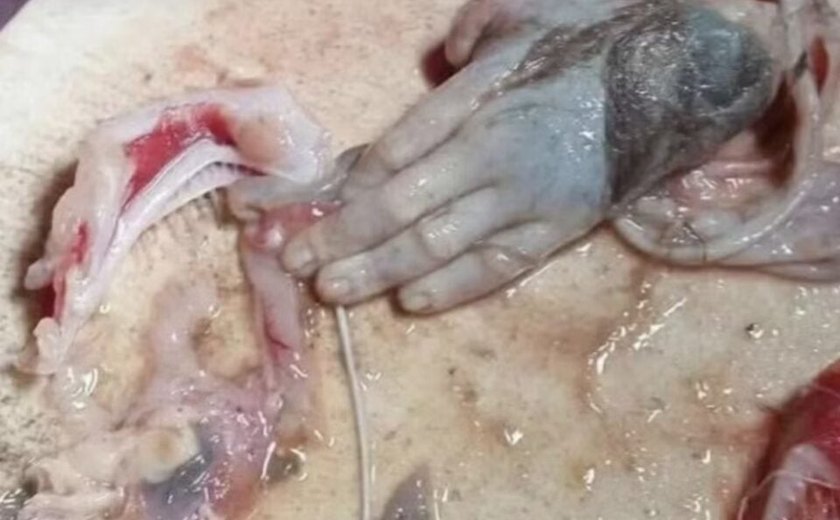 Pescador encontra mão ‘humana’ dentro de peixe gigante na Indonésia