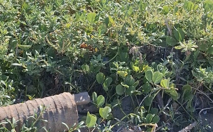 Empreendimentos turísticos investem em projetos de proteção à restinga
