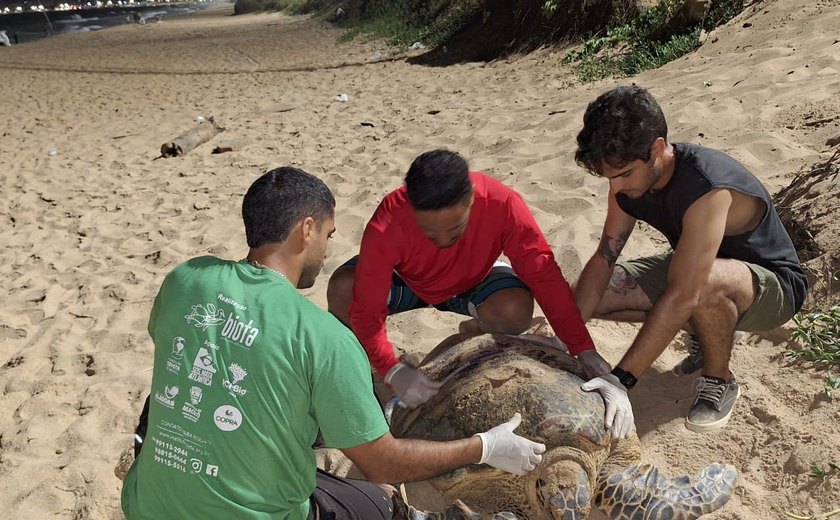 Tartaruga - de - pente desova na praia de Cruz das Almas