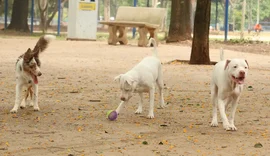 Saiba como funciona o SinPatinhas, novo RG Animal para cães e gatos