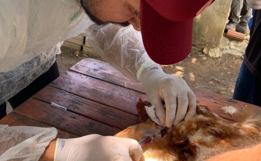 Adeal inicia segunda fase da sorologia de aves de subsistência