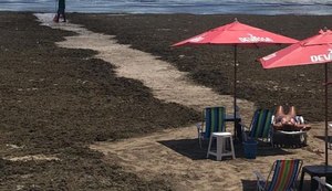 IMA/AL volta a notificar prefeitura de Maceió para retirar sargaço da praia