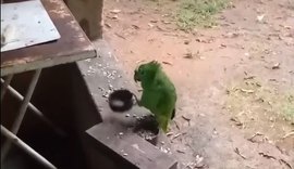 Vídeo de papagaio cantando 'Atirei o Pau no Gato' viraliza; assista