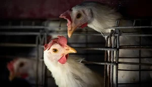 Caso de gripe aviária no Brasil marca nova etapa do vírus