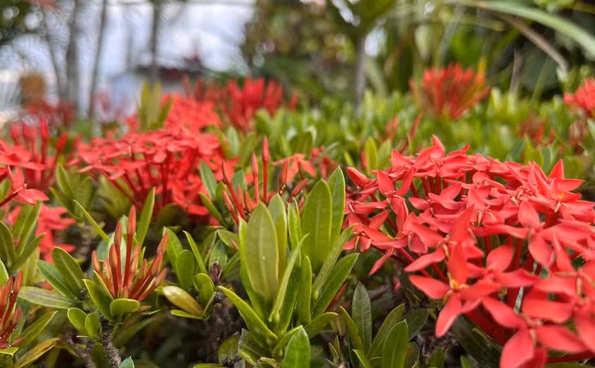 O que é o equinócio de primavera e por que ele marca uma mudança nos nossos dias até o fim do ano?