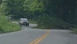 Árvore tomba e interdita trecho da AL-430 no Litoral Norte