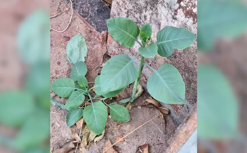 Quatro pessoas são internadas em estado grave após comer ''falsa couve '' em Minas Gerais