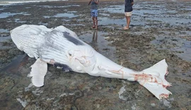 Mais um filhote de baleia é encontrado morto em Piaçabuçu