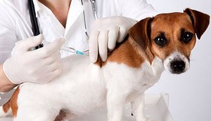Antirrábica: vacinação de animais começa dia 24 na área rural